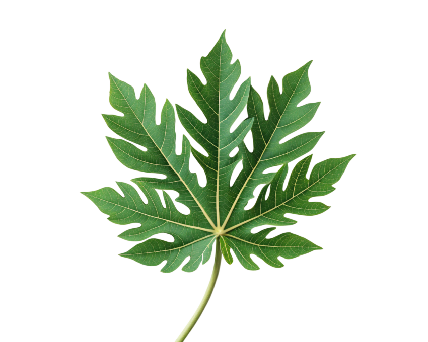 Green Papaya Leaf on Transparent Background