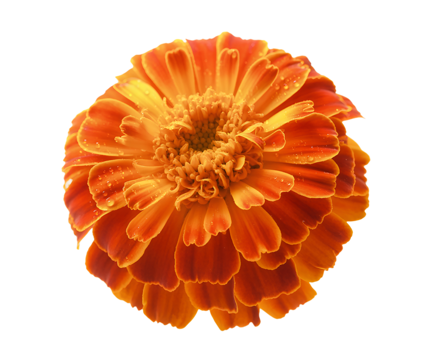 Orange Marigold Flower on Transparent Background