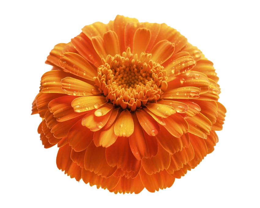 Marigold Flower on Transparent Background