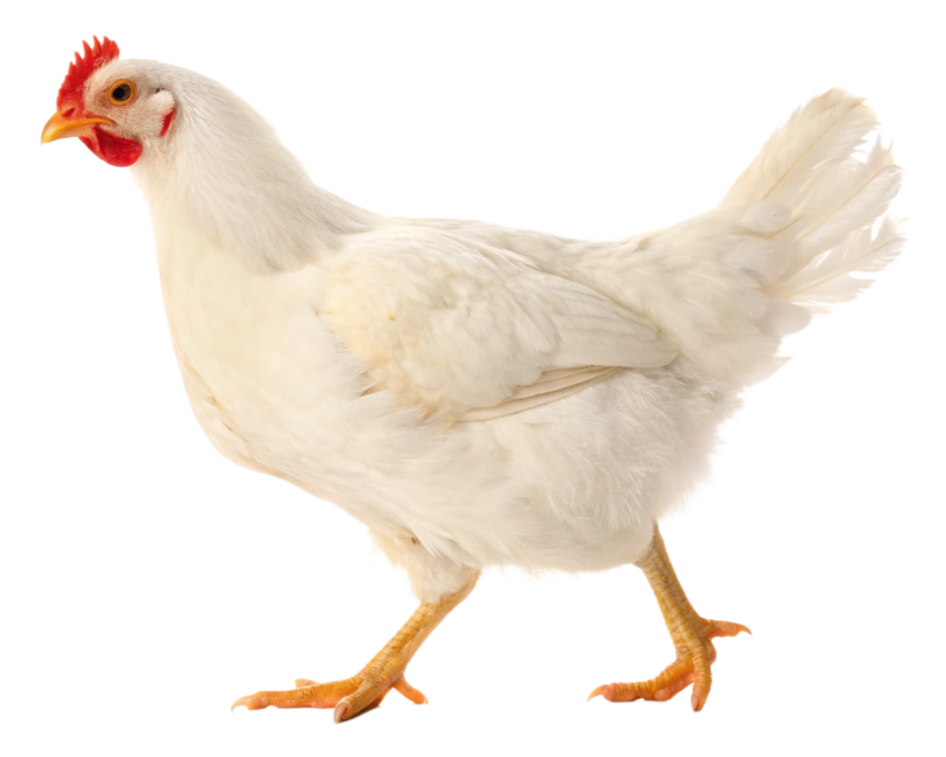 White Chicken Standing on Transparent background