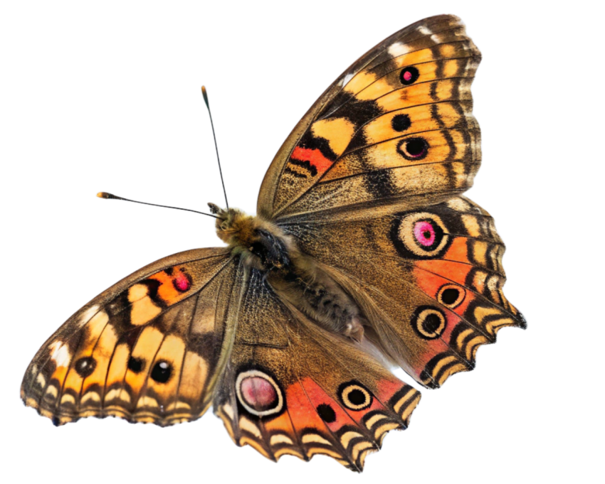 Colorful Patterns Butterfly PNG