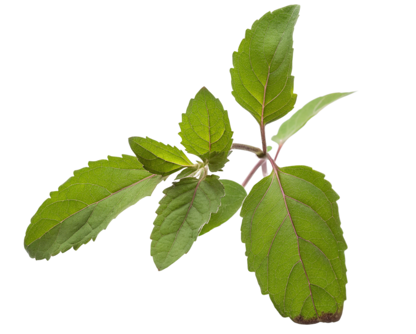 Fresh Green Holy Basil Tulsi Leaves on a Transparent Background