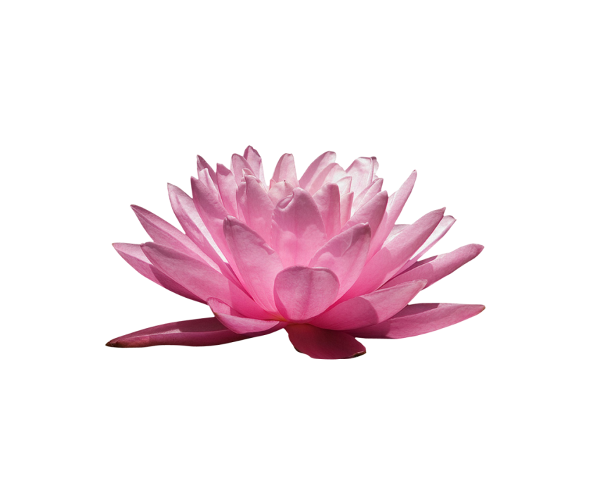 Water Lilli Png Free Download