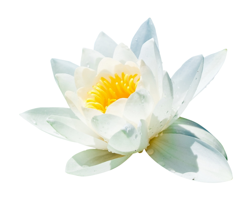 Water Lilli Flower Png