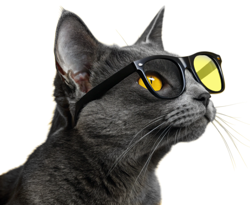 Adorable Gray Cat Wearing Sunglass Png Image