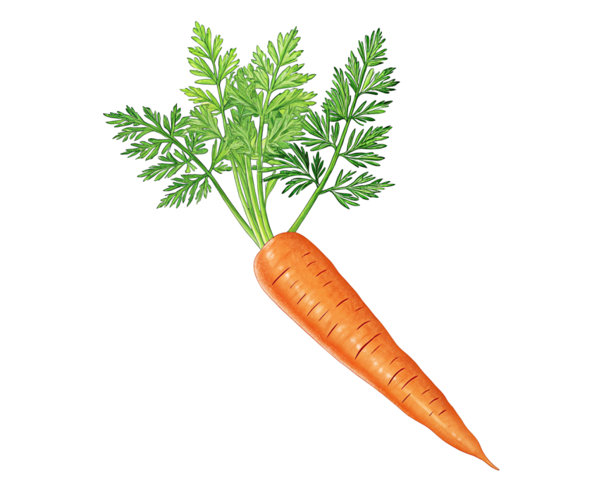 Carrot transparent image png