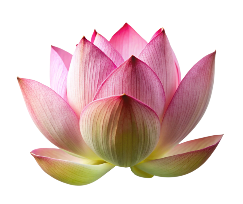 Lotus flower Png image