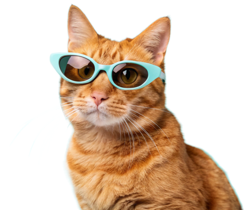 Cat Wearing Sunglasses png image