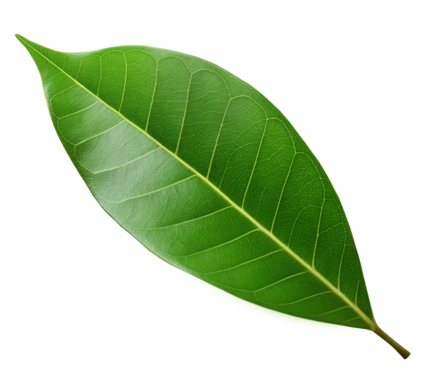 Green Leaf on Transparent Background Png