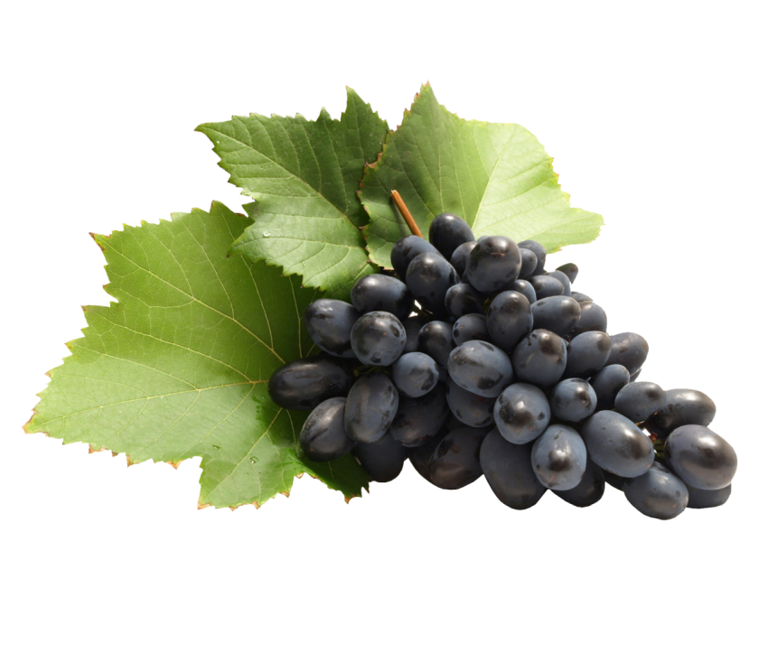 Grapefruit Png Free Download