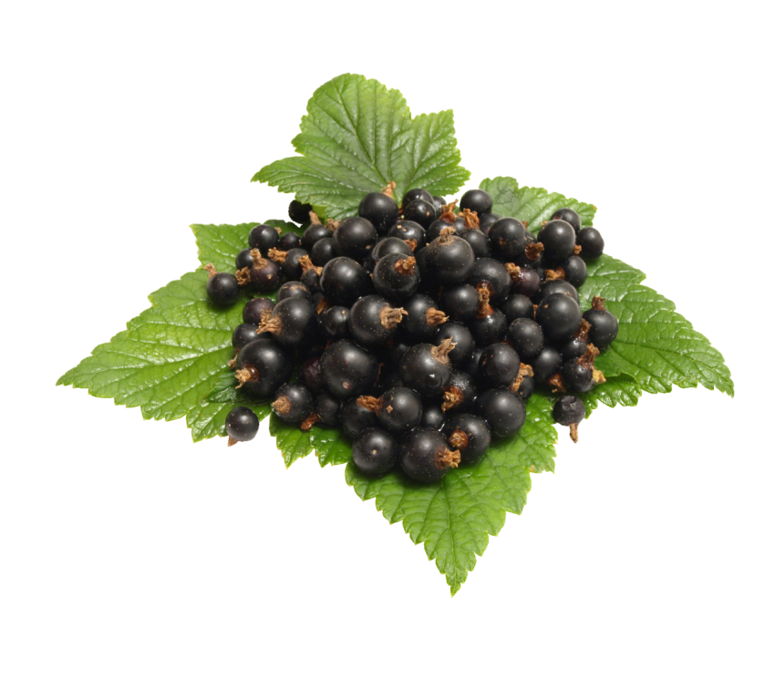 Berries Png Free Download