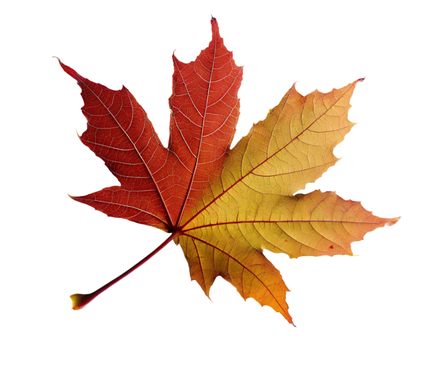 Brown Maple Leaf Transparent