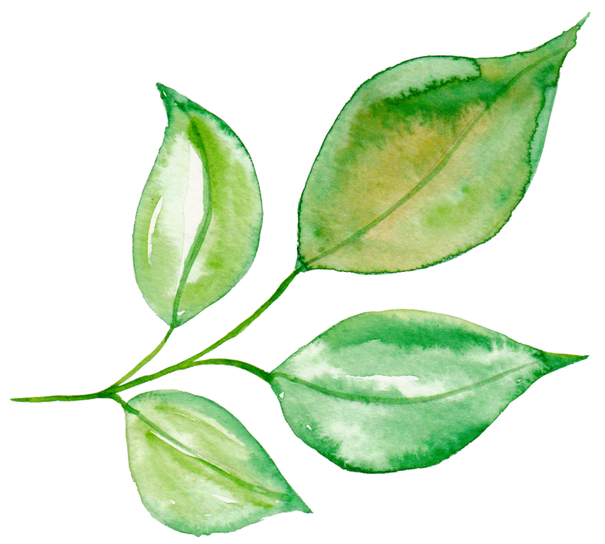 Png Watercolor Leaves