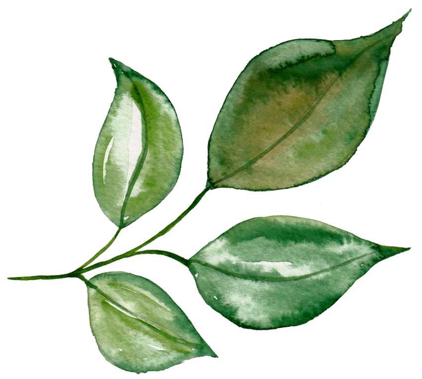 Png Watercolor Leaves