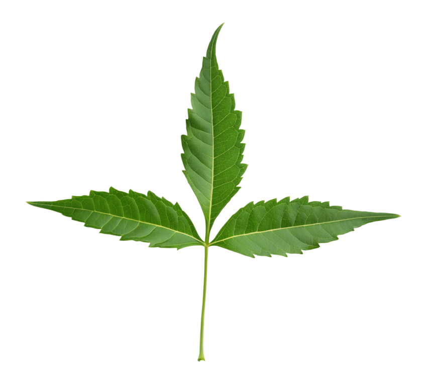 Fresh Neem Tree Leaf on Transparent Background