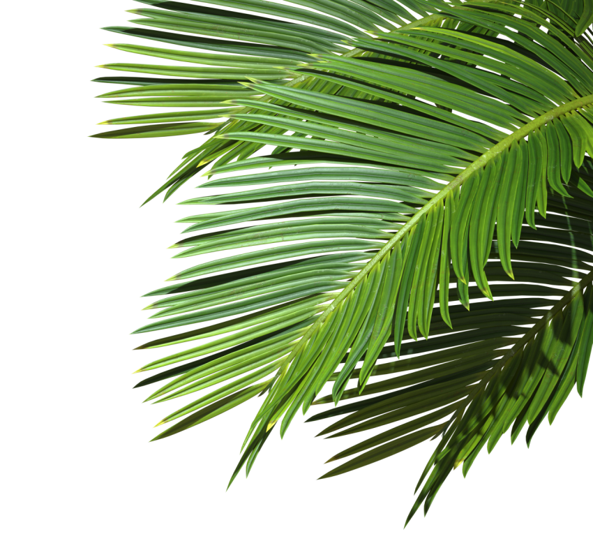 Green Palm Leaf Branch on Transparent Background Png