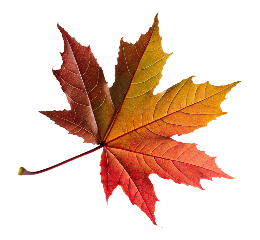 Brown Maple Leaf on Transparent Background Png