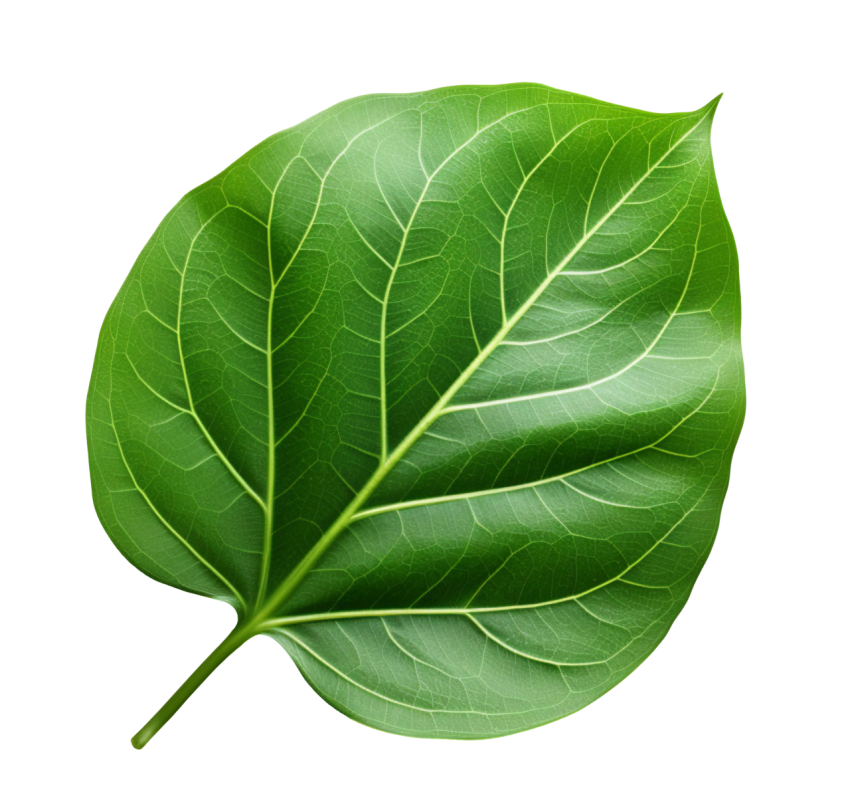 Green Leaf on Transparent Background Png