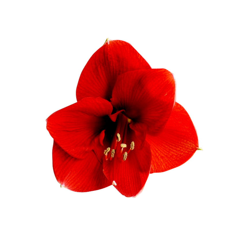 Amaryllis Flower Png Free Download