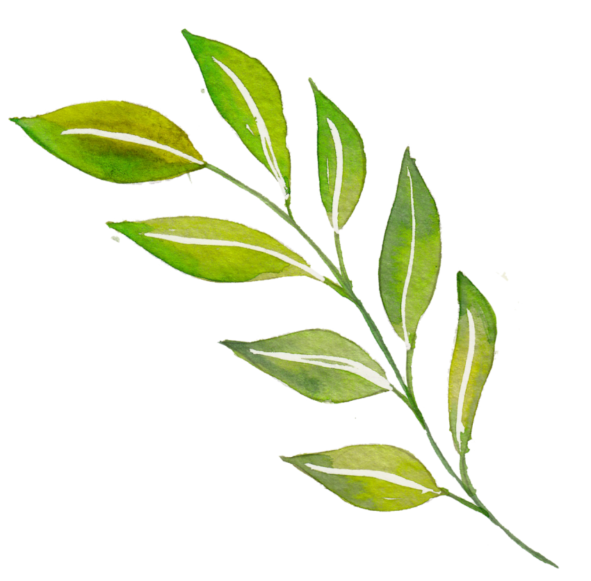 Watercolor Leaves Png