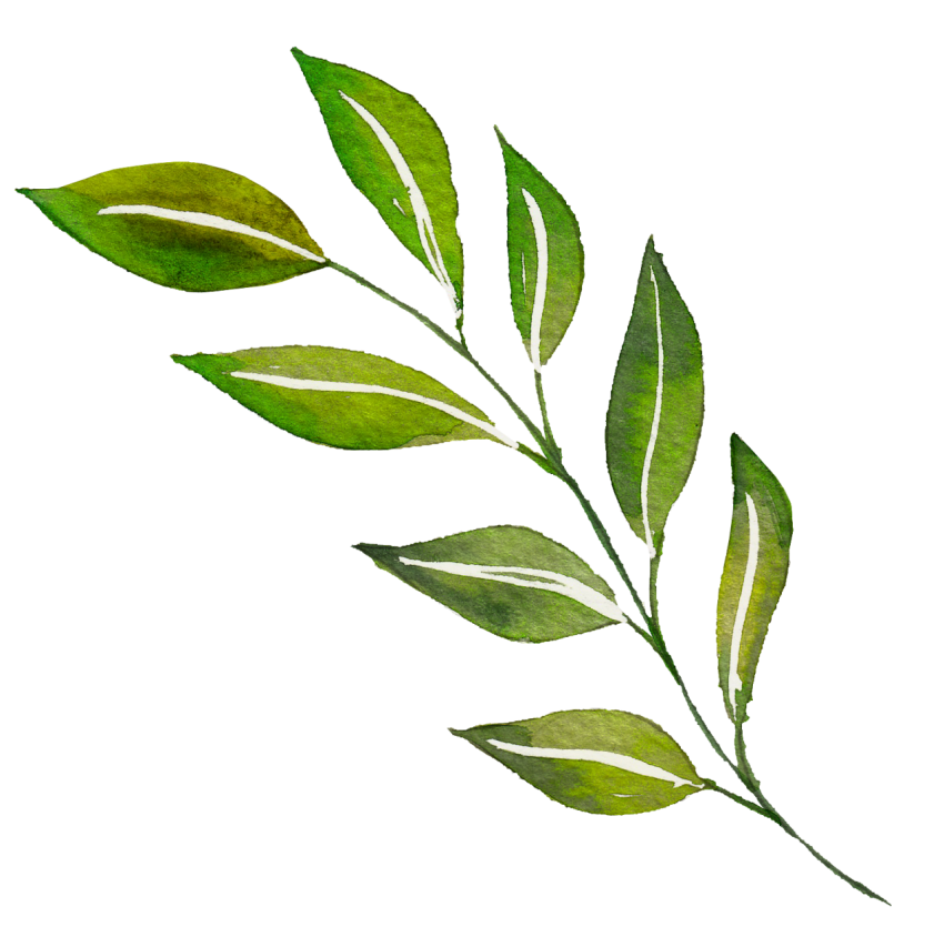 Watercolor Leaves Png