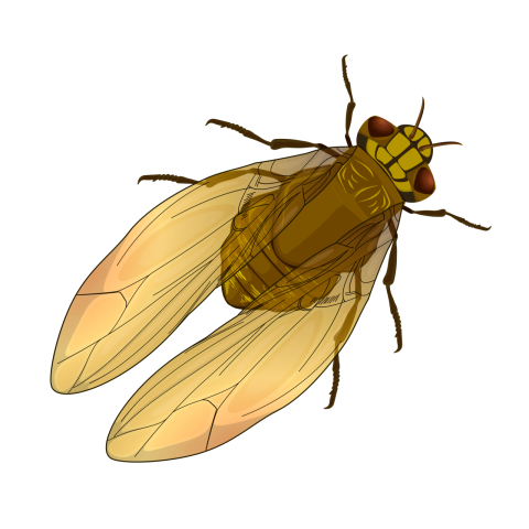 Fly Insect Vector Png
