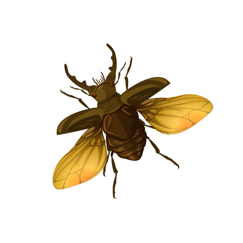 Flying Beetle Insect Vector PNG