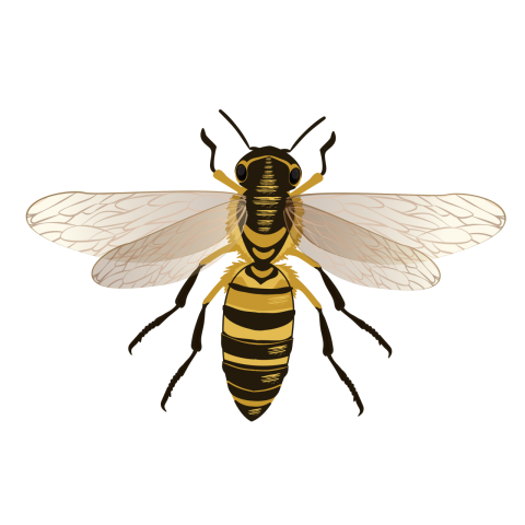 Bee Insect Vector PNG