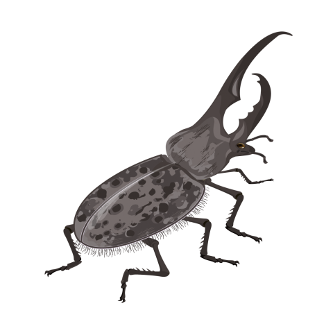 Beetle Insect Vector Png