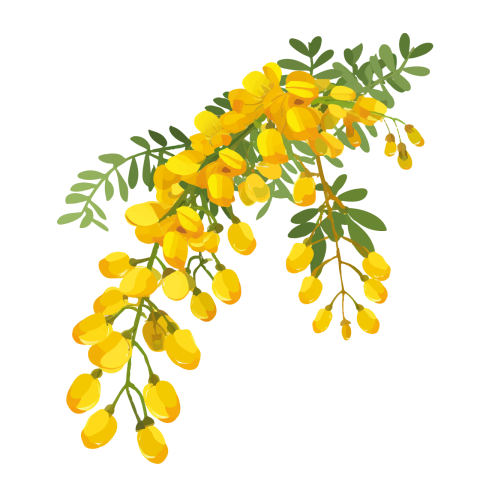 Cassia Fistula Branch Png