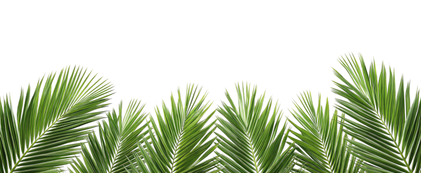 Green Palm Leaf Branch on Transparent Background Png