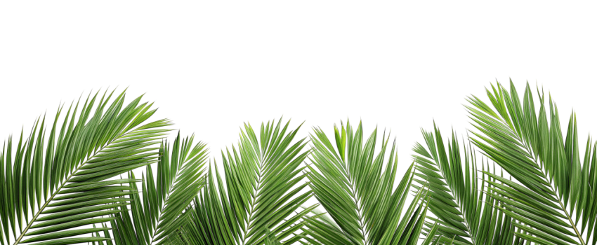 Green Palm Leaf Branch on Transparent Background Png
