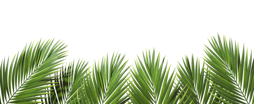 Green Palm Leaves Png
