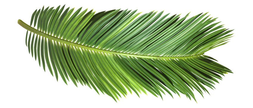 Green Palm Leaf on Transparent Background