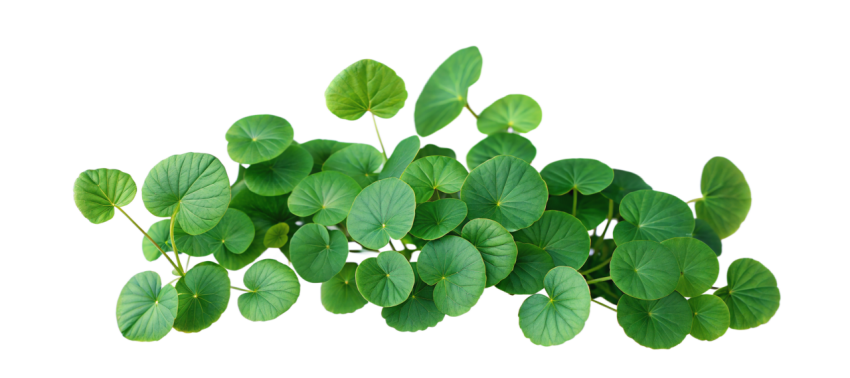 Fresh Gotu Kola Leaves on Transparent Background