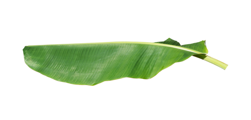 Green Banana Leaf on Transparent Background Png