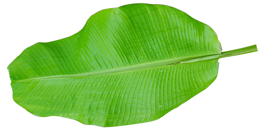 Green Banana Leaf on Transparent Background