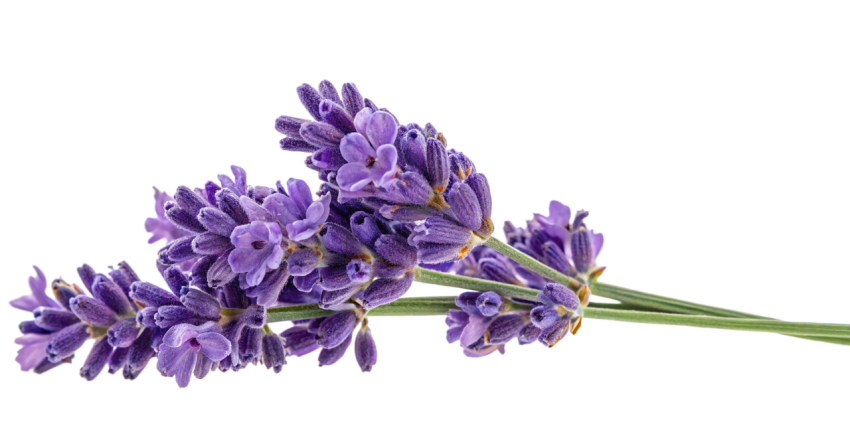 Purple Lavender Flowers on Transparent Background