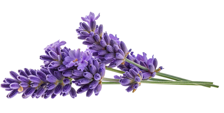 Purple Lavender Flowers Png