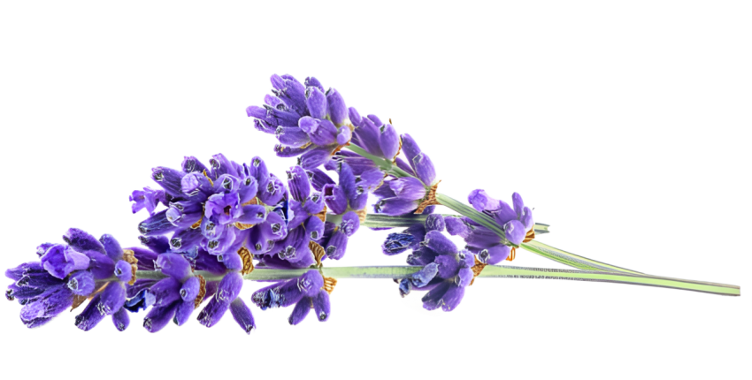 Purple Lavender Flowers on Transparent Background