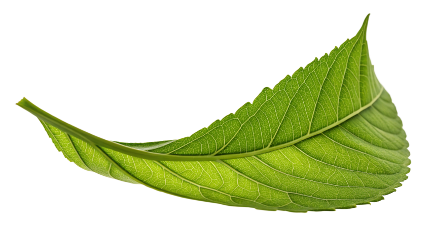 Green Leaf Png