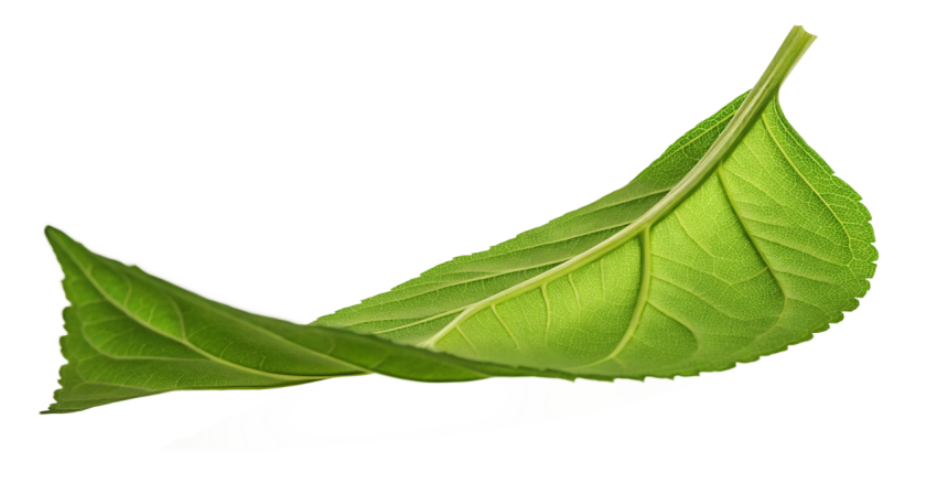 Green Leaf on Transparent Background Png