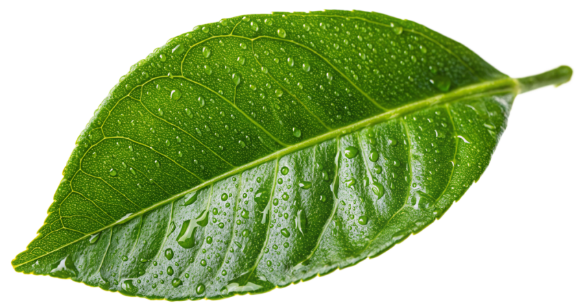 Green Lemon Plant Leaf on Transparent Background Png