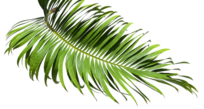 Green Palm Leaf on Transparent Background