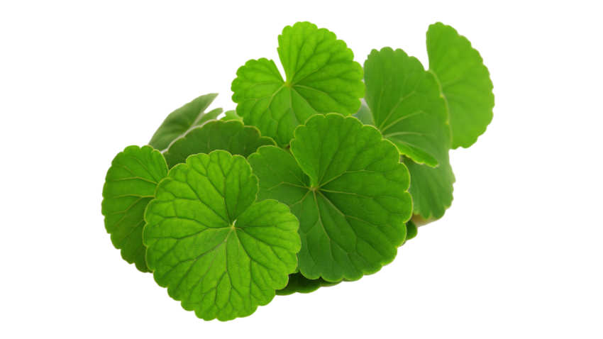 Fresh Gotu Kola Leaves on Transparent Background