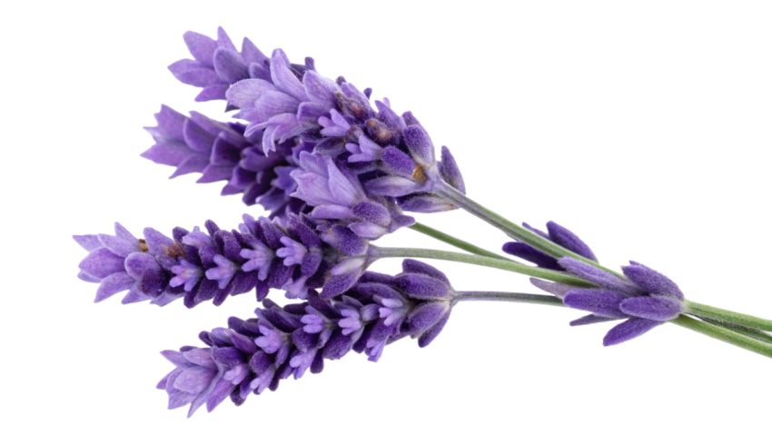 Purple Lavender Flowers on Transparent Background