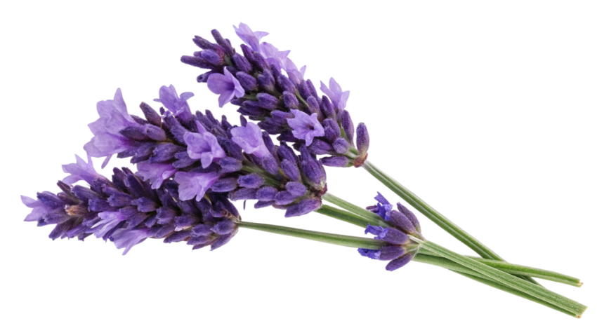 Purple Lavender Flowers on Transparent Background