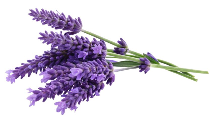 Purple Lavender Flowers on Transparent Background