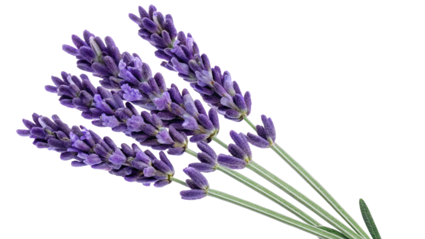 Purple Lavender Flowers on Transparent Background