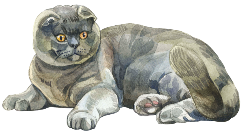 Watercolor Scottish Fold Cat PNG